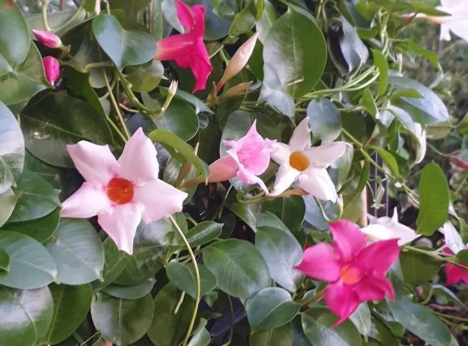 Apartamento On Sardinia